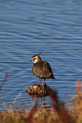 David Plant Photography - Wildlife Photographer - Lapwing - C
